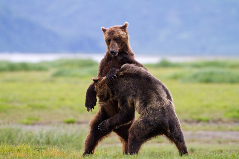 Grizzly Bears Fighting